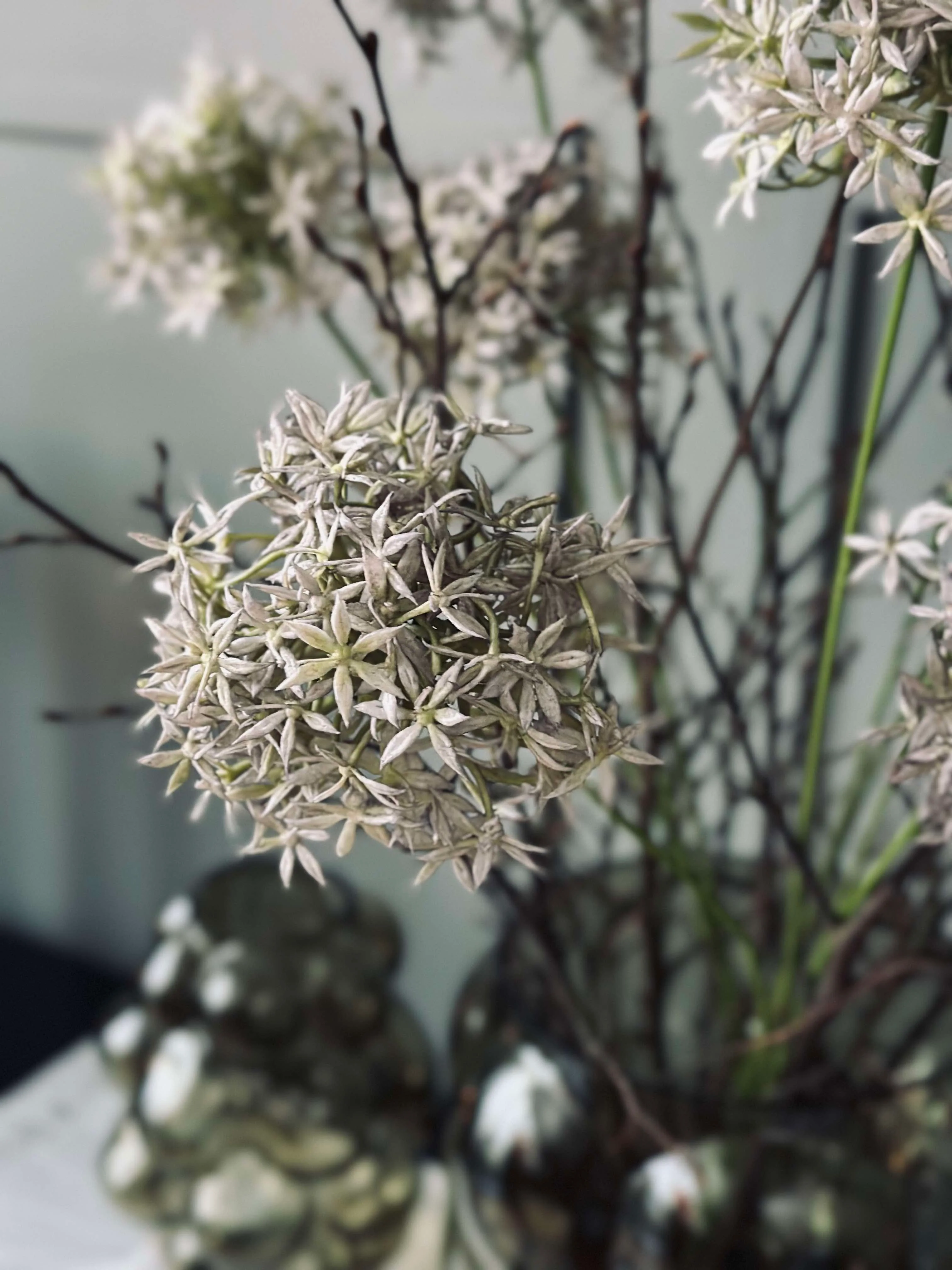 Blomst Allium - Image 3