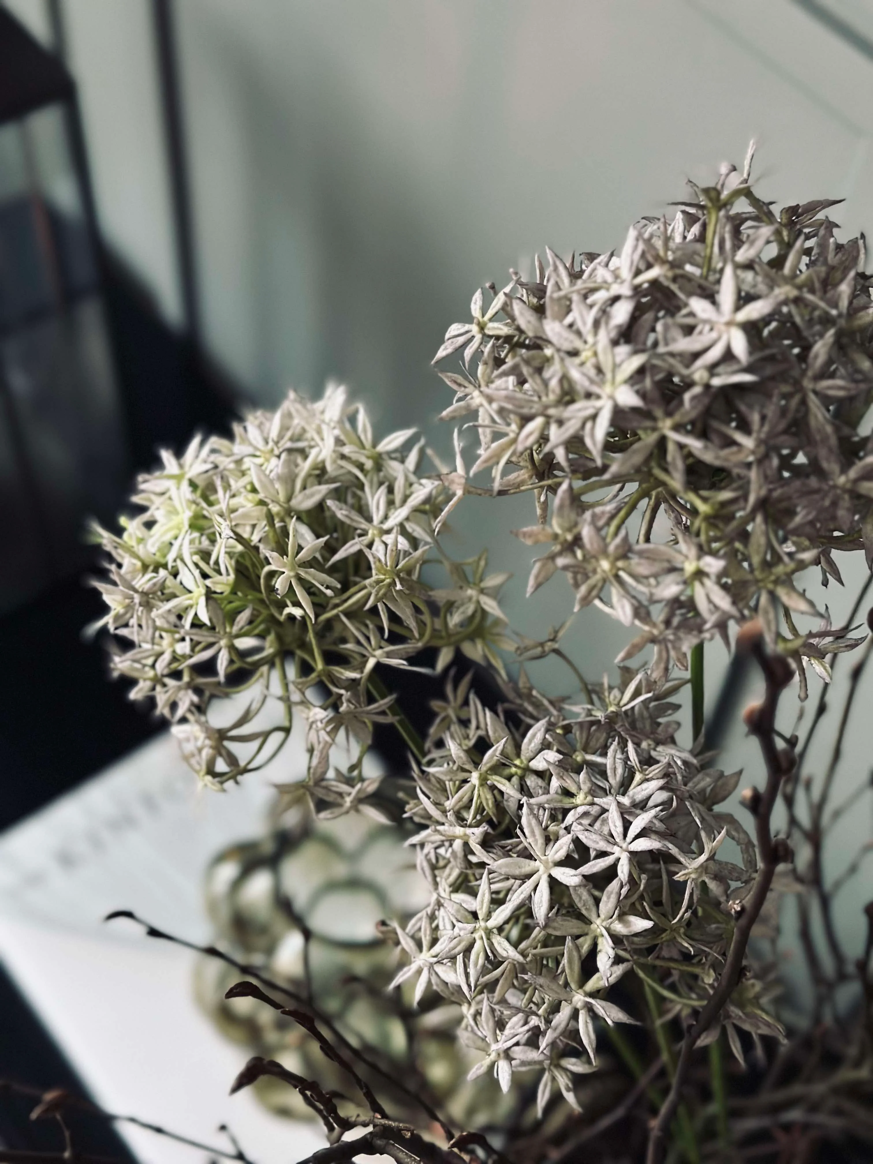 Blomst Allium - Image 5