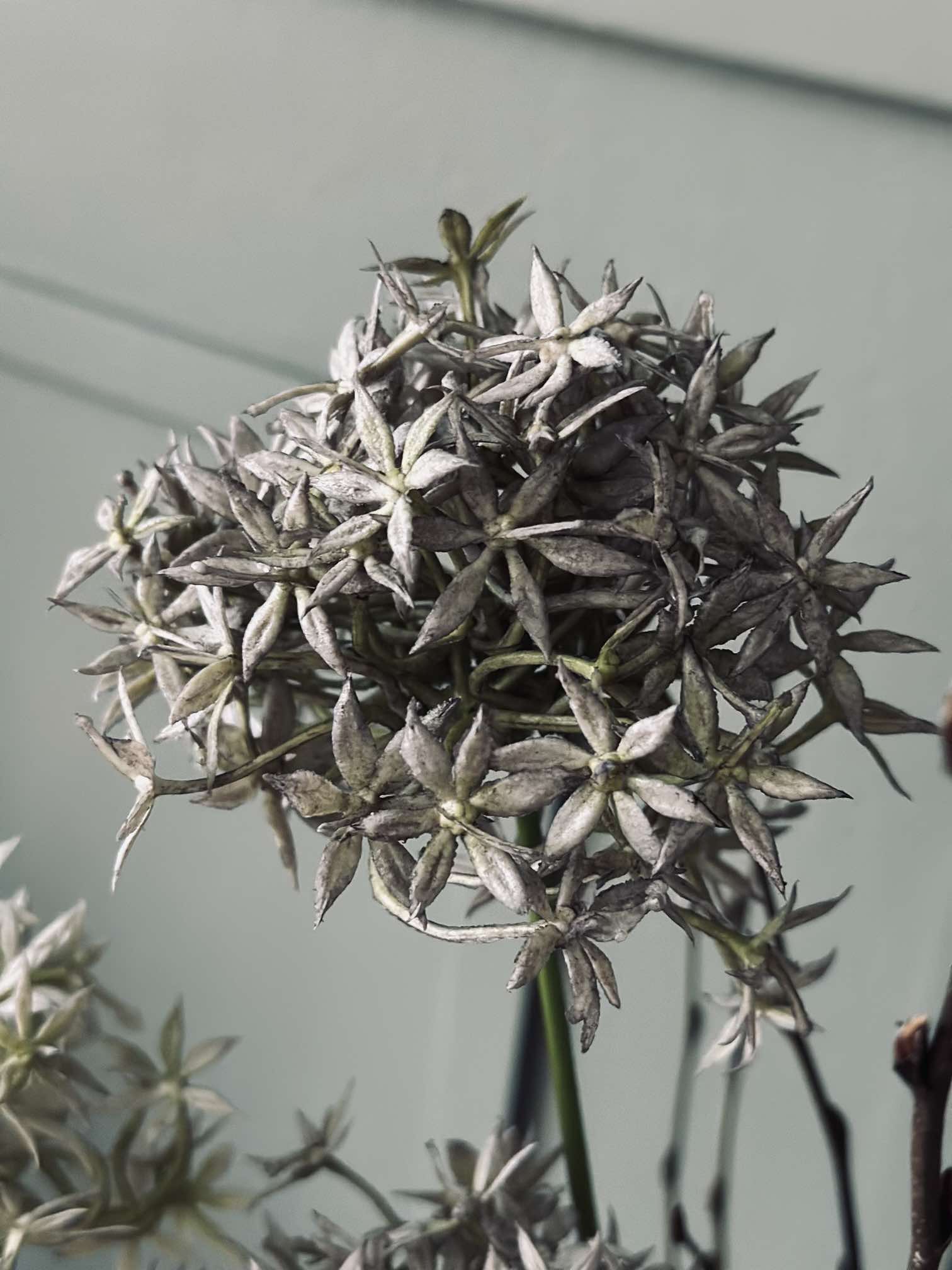Blomst Allium - Image 6
