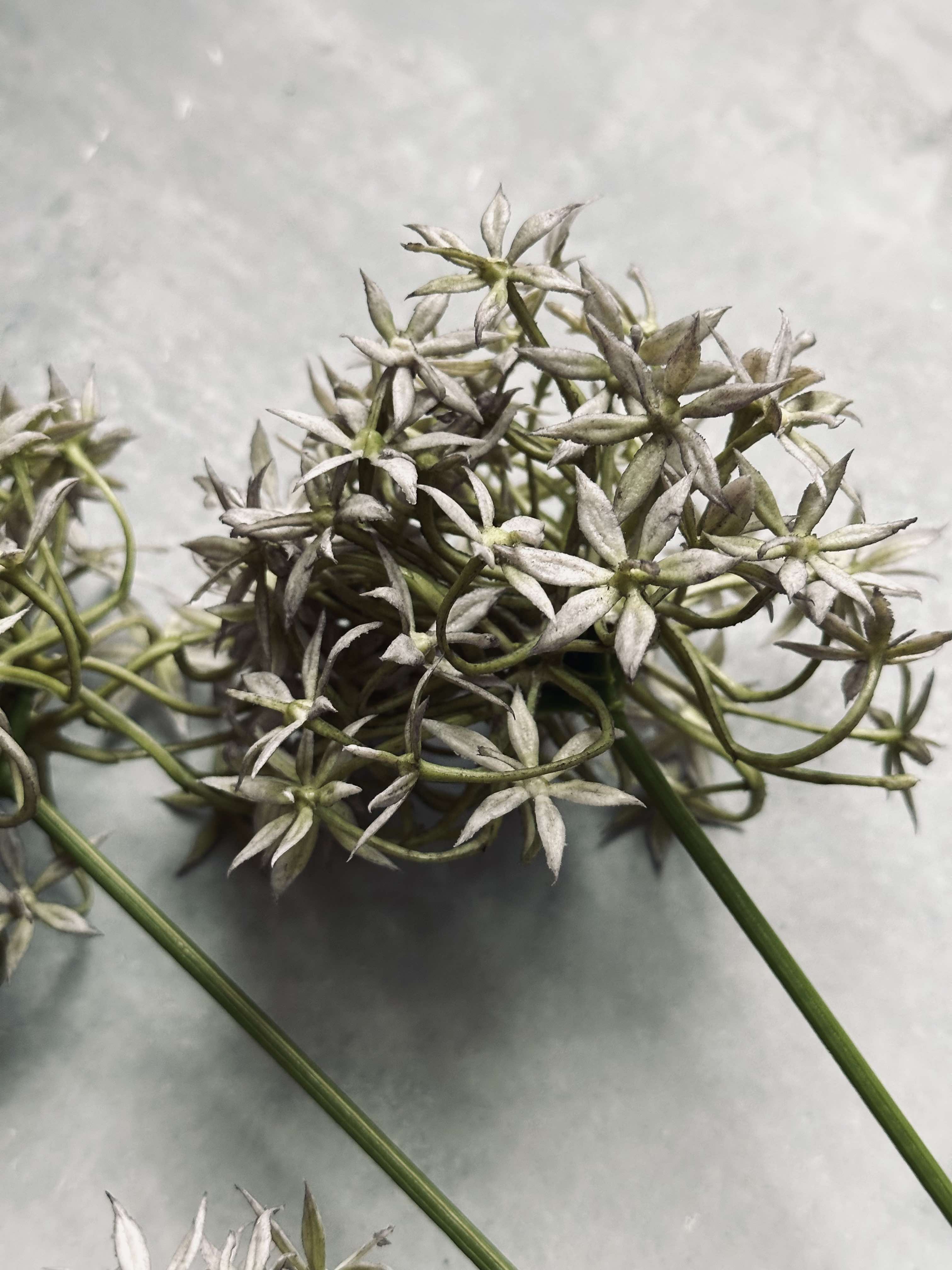 Blomst Allium - Image 8