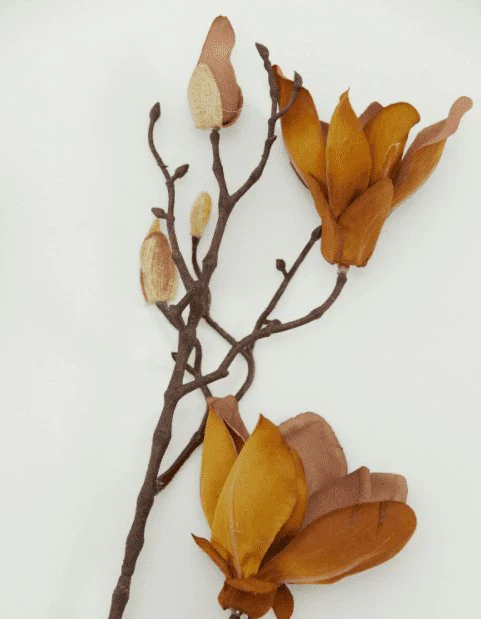 Blomst, Mangnolia, Brun - Image 2