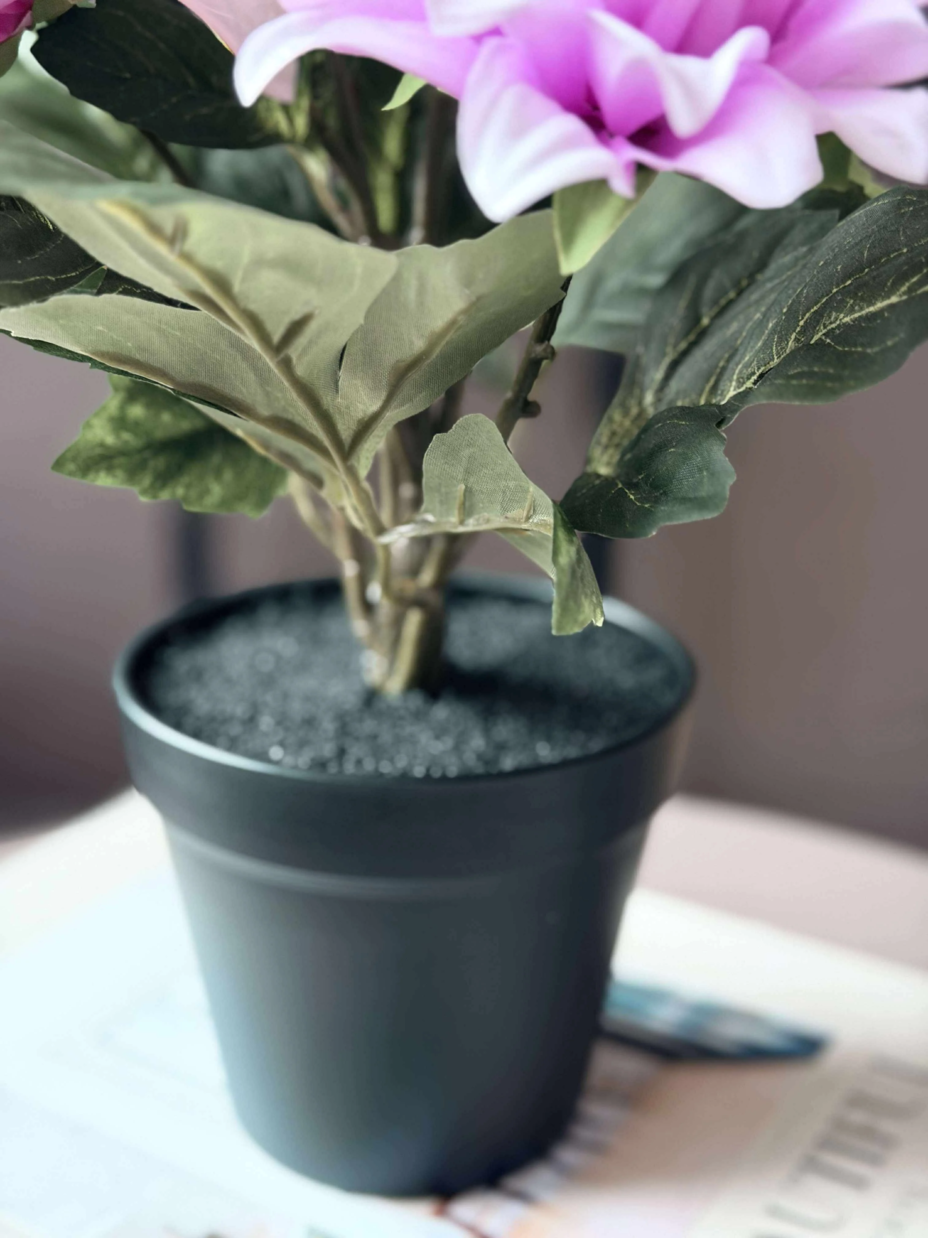 Dahlia i potte - Lyserød - Image 6