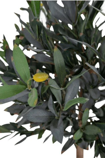 Oliventræ 120cm - Image 2