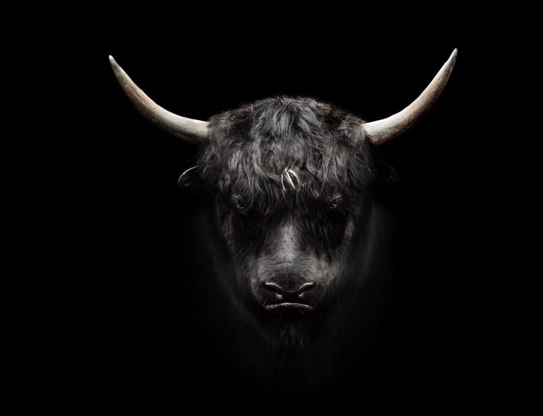 Plakat - Tyr 50x50 cm - Image 3