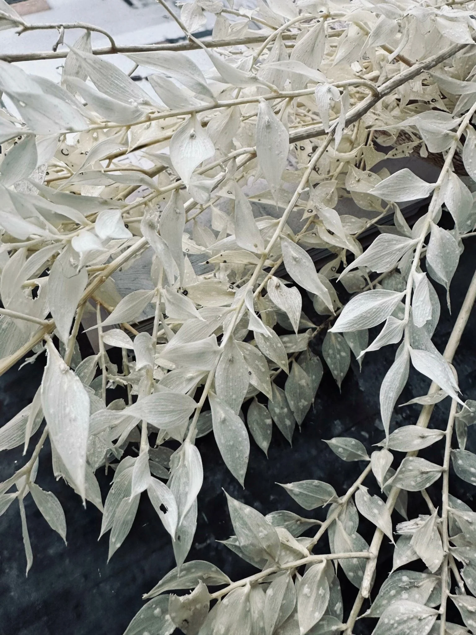 Tørret blomster – White ROSSA - Image 3